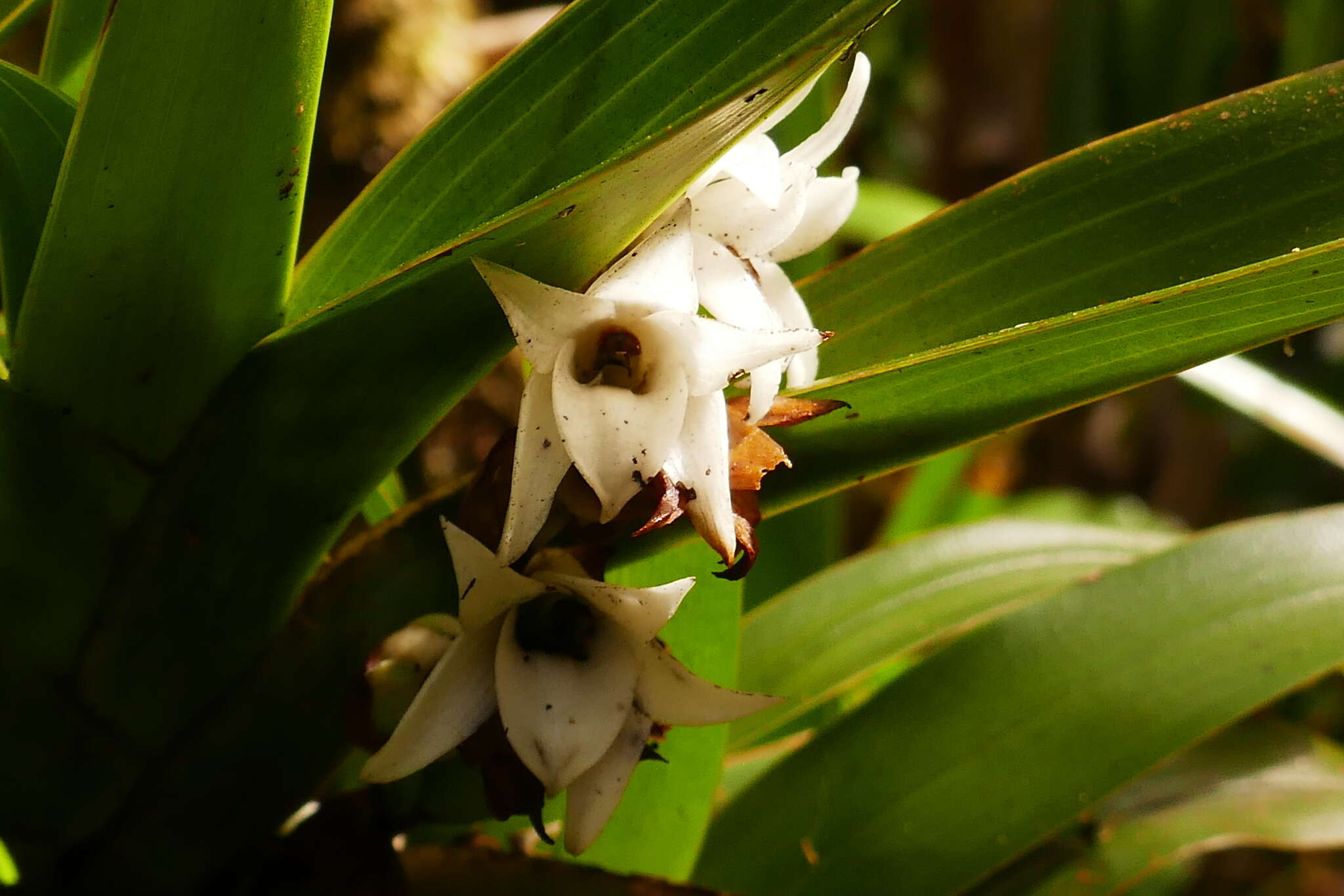 Imagem de Angraecum bracteosum Balf. fil. & S. Moore