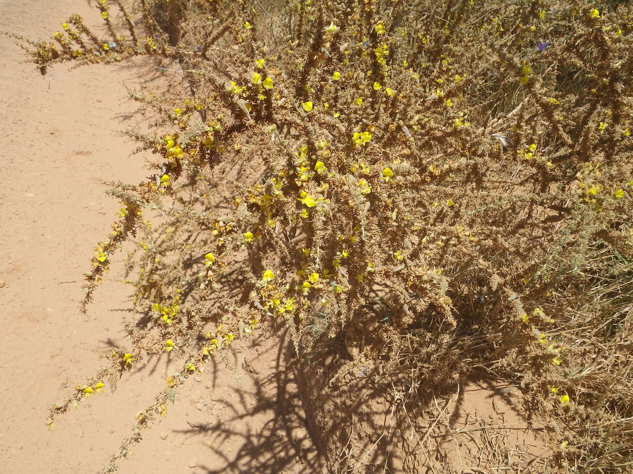 Plancia ëd Aspalathus acanthophylla Eckl. & Zeyh.