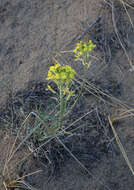 Image of Erysimum flavum subsp. altaicum (C. A. Mey.) Polozhij