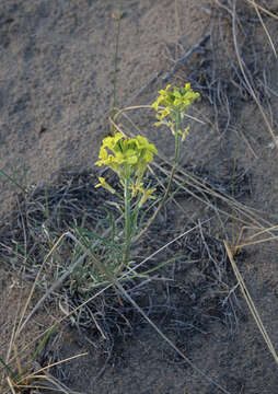 Image of Erysimum flavum (Georgi) Bobrov