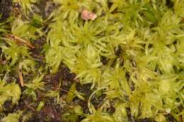 Imagem de Sphagnum trinitense C. Müller 1848