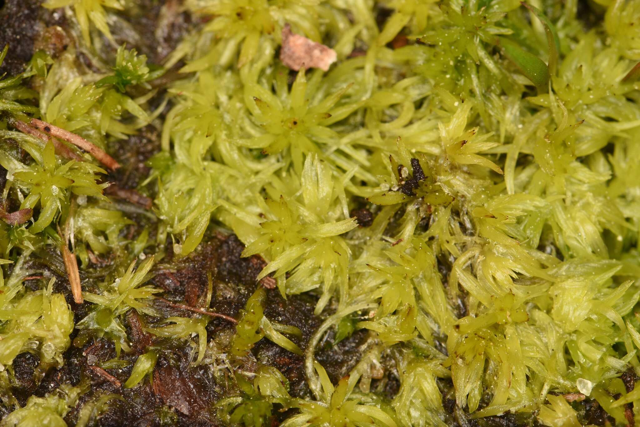 Imagem de Sphagnum trinitense C. Müller 1848