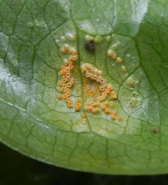 Imagem de Puccinia sessilis J. Schröt. 1870