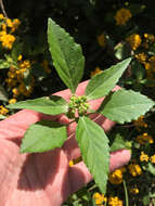 Слика од Euphorbia dentata Michx.