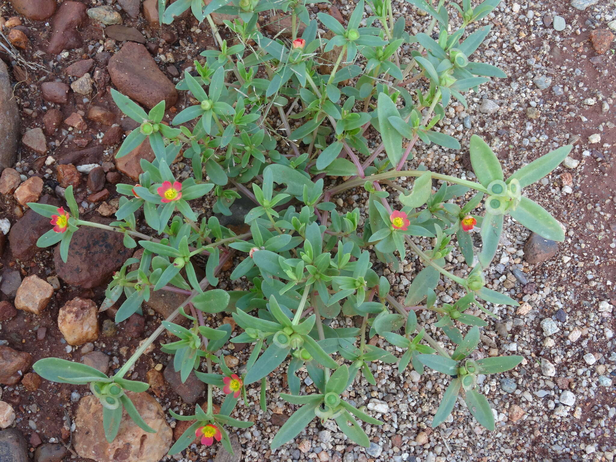 Portulaca umbraticola subsp. coronata (Small) J. F. Matthews & D. W. Ketron resmi