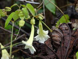 Image of Stizophyllum riparium (Kunth) Sandwith
