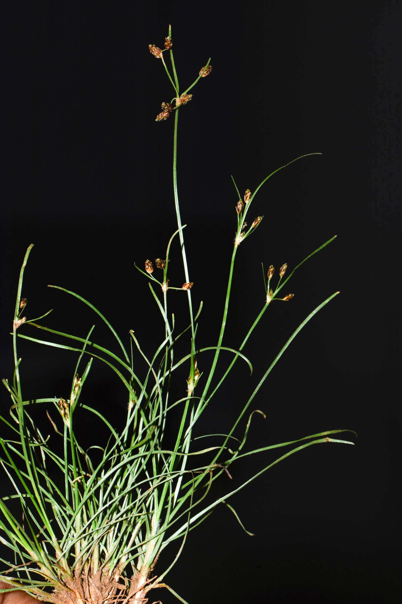 Sivun Fimbristylis dichotoma (L.) Vahl kuva