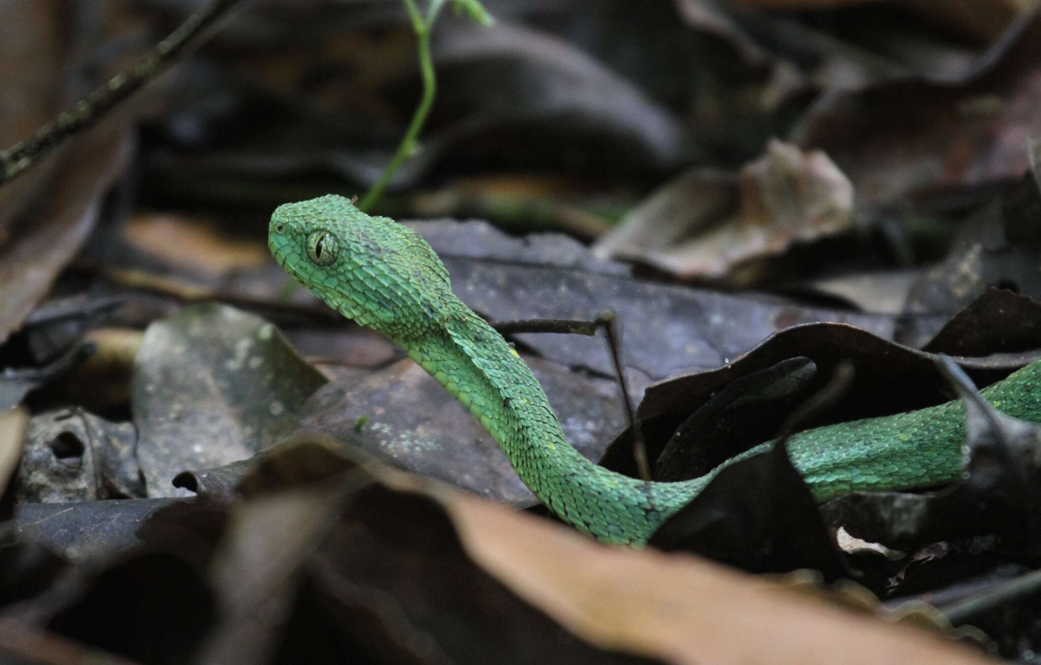 Green Bush Viper - Encyclopedia of Life