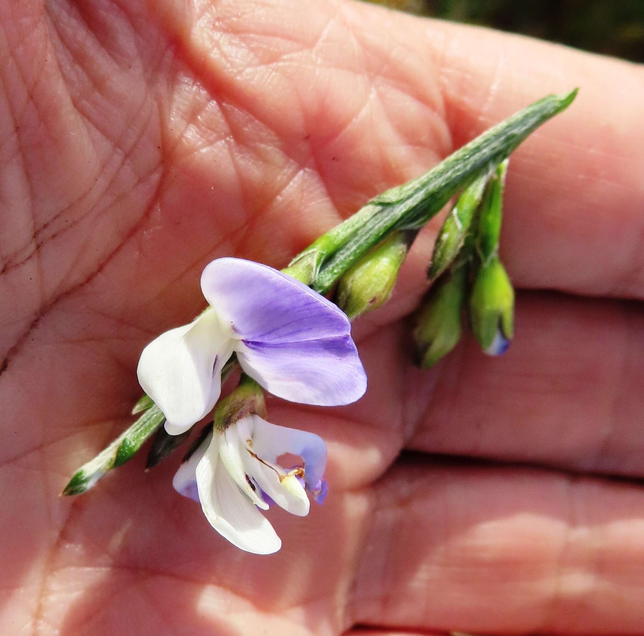 Imagem de Psoralea pullata