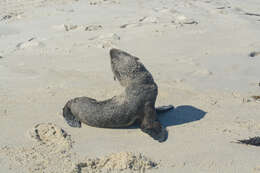 Image of Afro-Australian Fur Seal