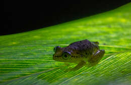 Image of Betsileo Reed Frog