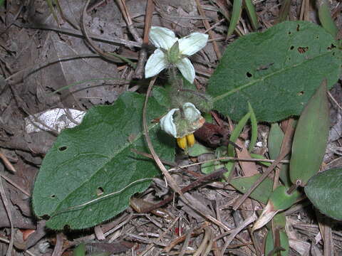 Image of dwarf nightshade