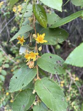 Image of Asegaai wood