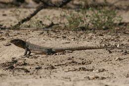 صورة Callopistes flavipunctatus (Duméril & Bibron 1839)