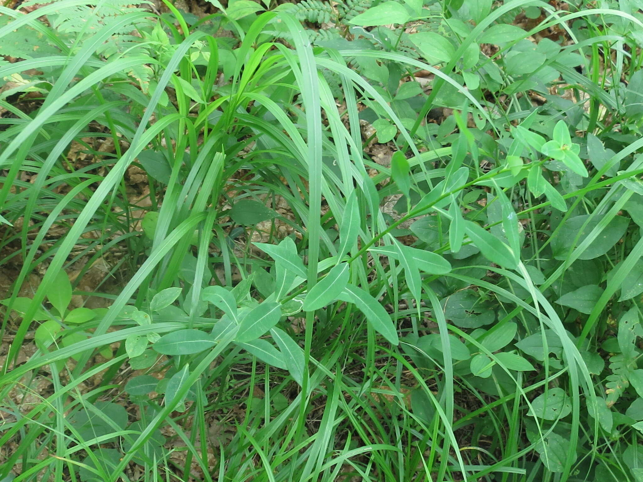 Слика од Euphorbia lucorum Rupr.