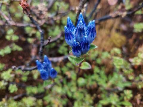 صورة Gentiana elwesii C. B. Cl.