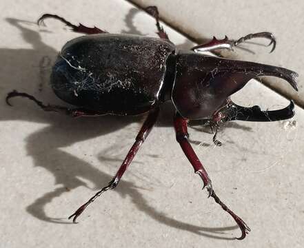 Image of Elephant Beetle