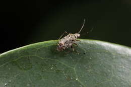 Charagochilus longicornis Reuter 1885 resmi