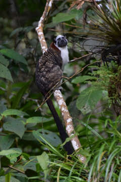 Image of Geoffroy's tamarin