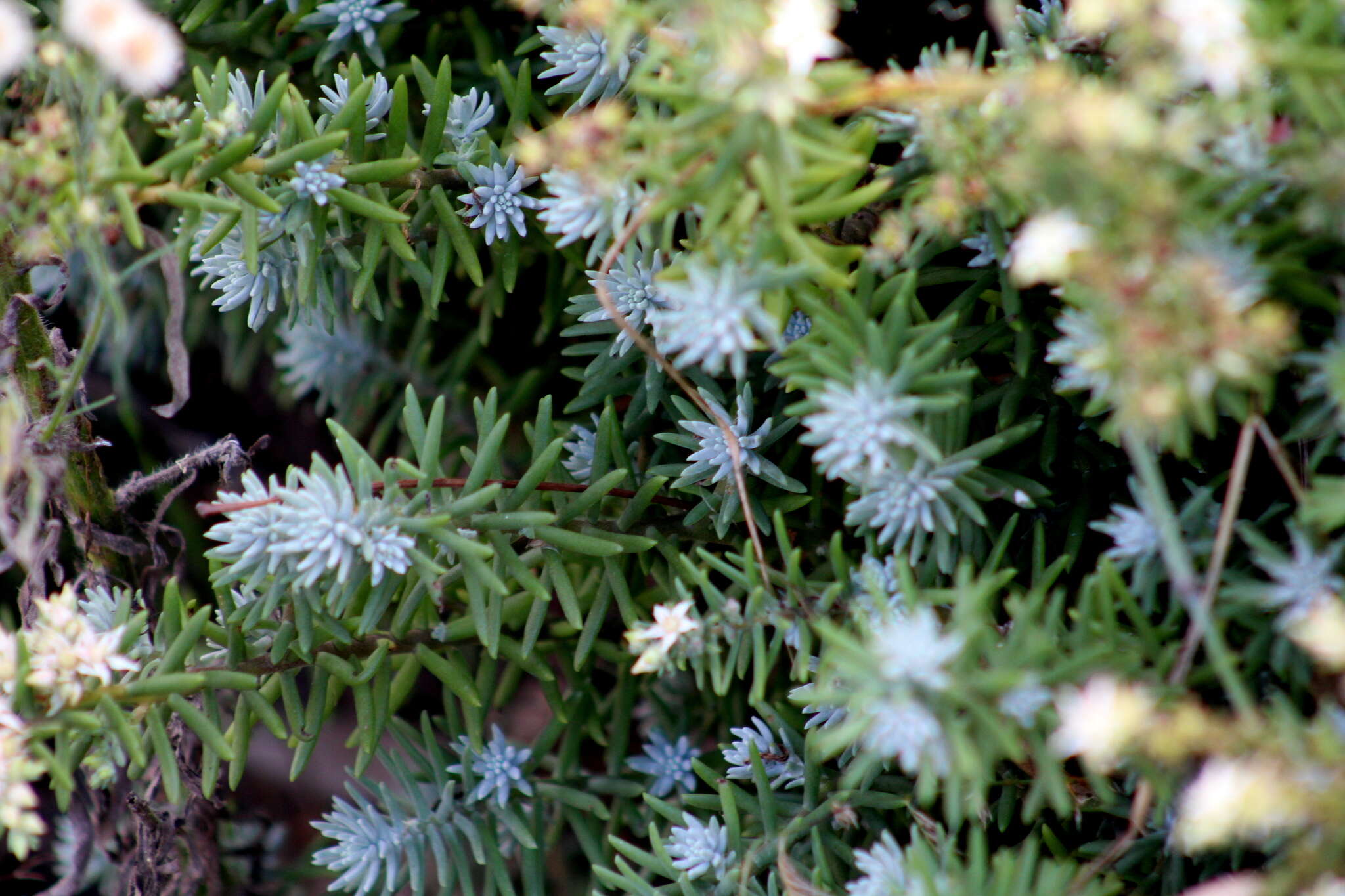 Image of Sedum griseum Praeger