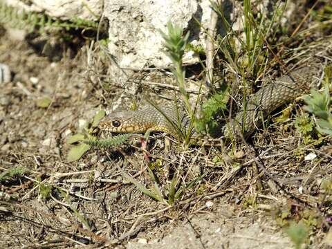 Dolichophis caspius (Gmelin 1789)的圖片