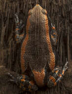 صورة Phrynomantis Peters 1867