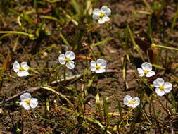 Image of Dwarf Burhead Pygmy Swordplant