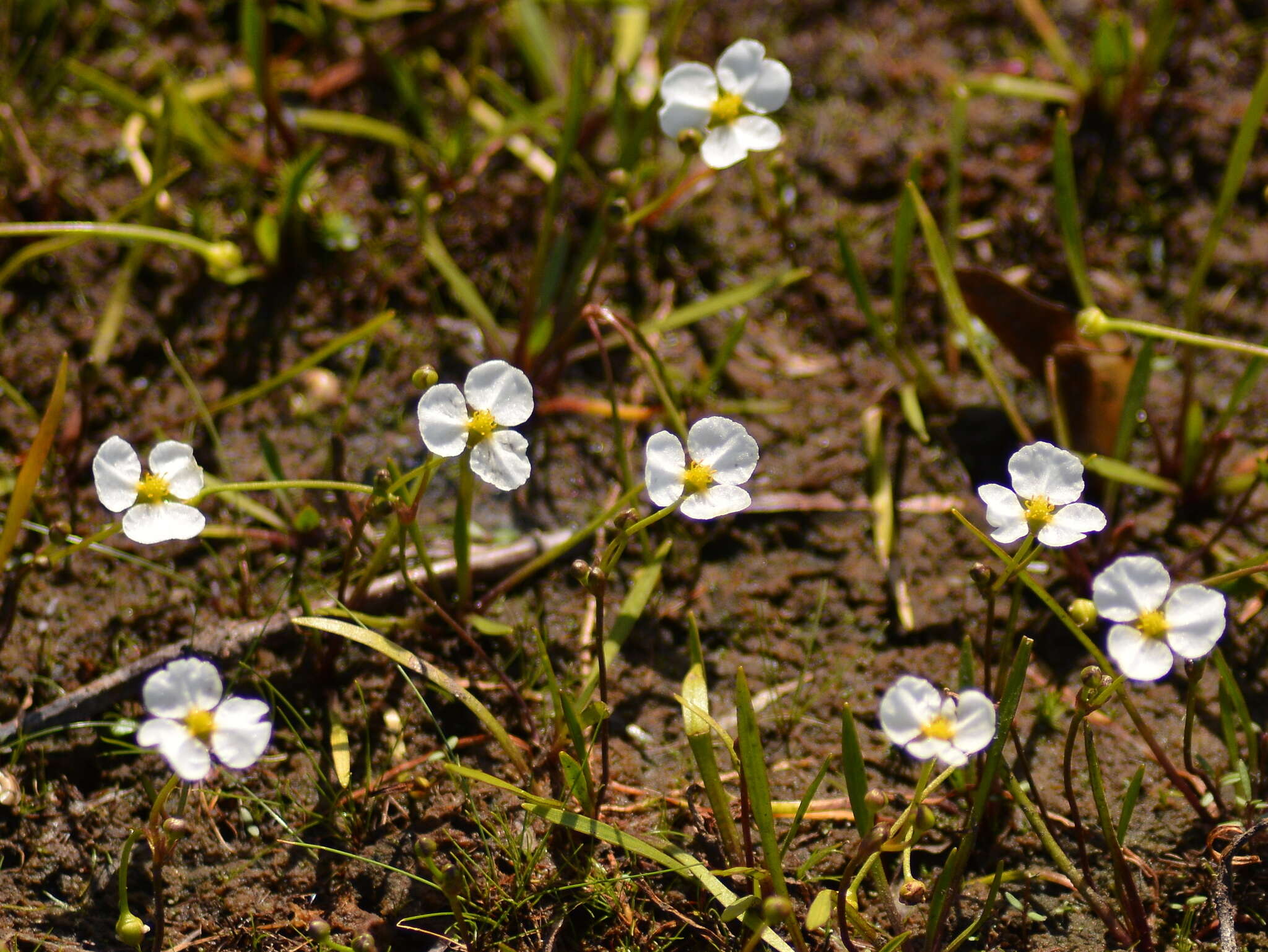 Imagem de Helanthium tenellum (Mart. ex Schult. fil.) J. G. Sm.