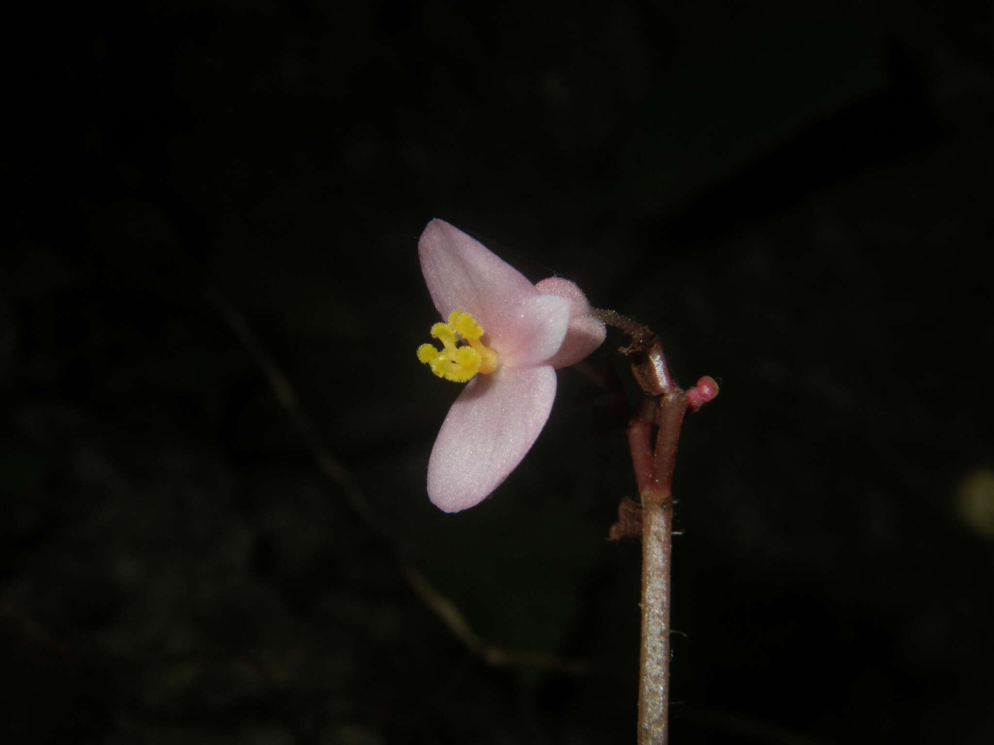 Image of Begonia chongzuoensis Yan Liu, S. M. Ku & C. I Peng