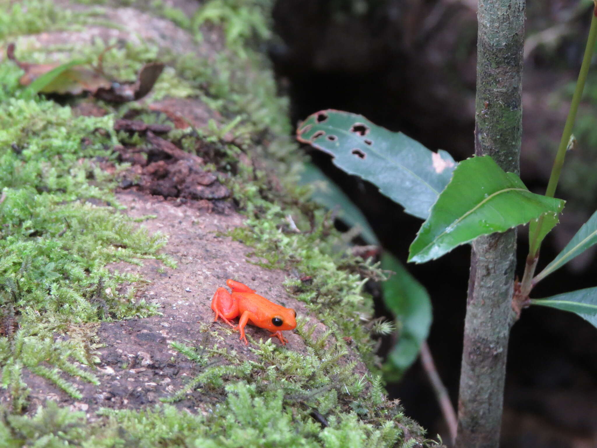 Image of Ginger Tree Frog