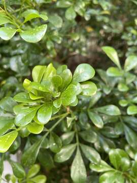 Image of Chinese perfume tree