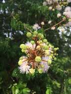 Image de Mimosa bahamensis Benth.