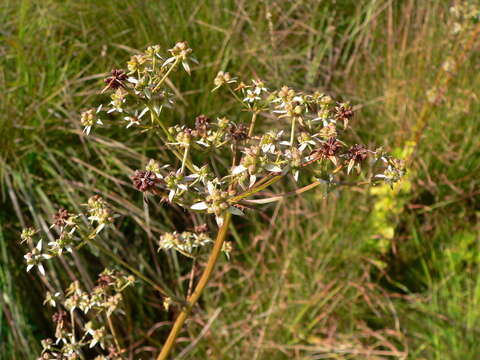 Image of Alepidea cordifolia