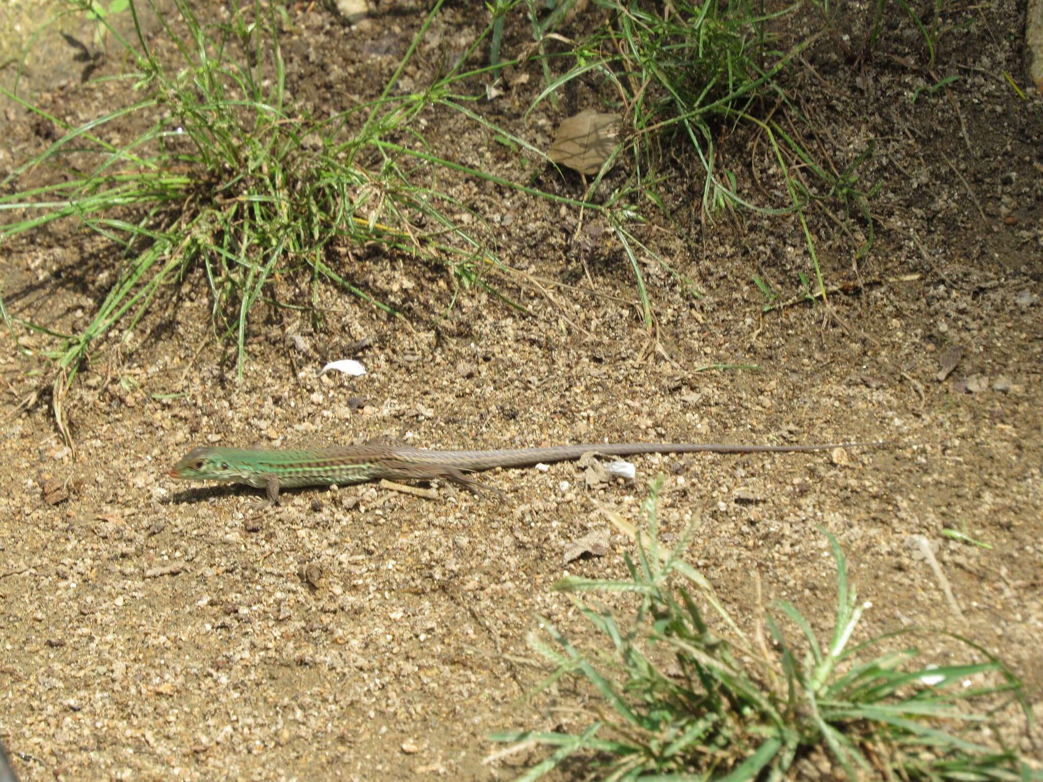 Image of Ameiva bifrontata divisa (Fischer 1879)