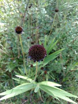 Image of Rayless Sunflower