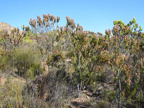 Image of Leucadendron nervosum Phillips & Hutchinson