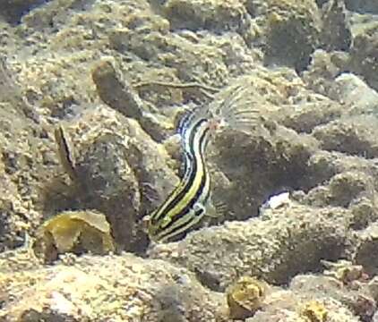 Image of Grammistes Blenny