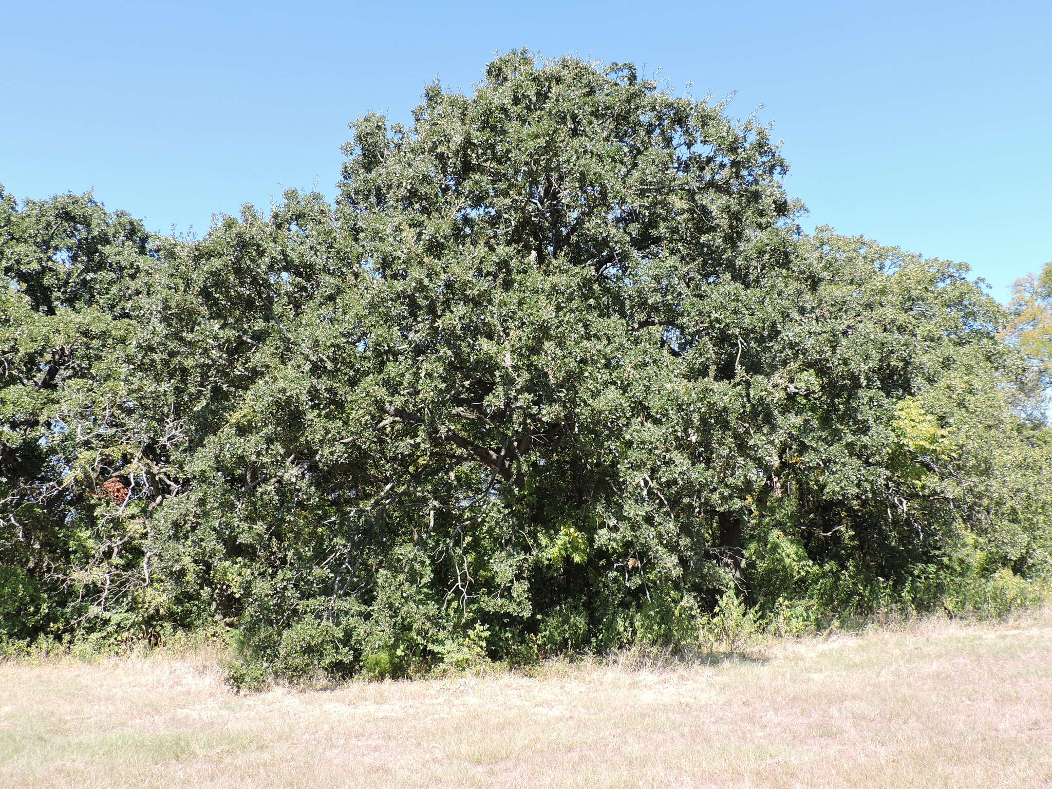 Sivun Quercus stellata Wangenh. kuva