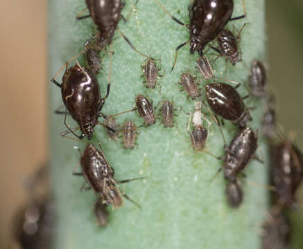 Image of Aphid