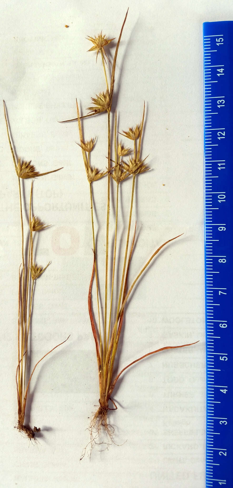 Image of dwarf rush