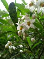 Image of Solanum compressum L. B. Smith & Downs