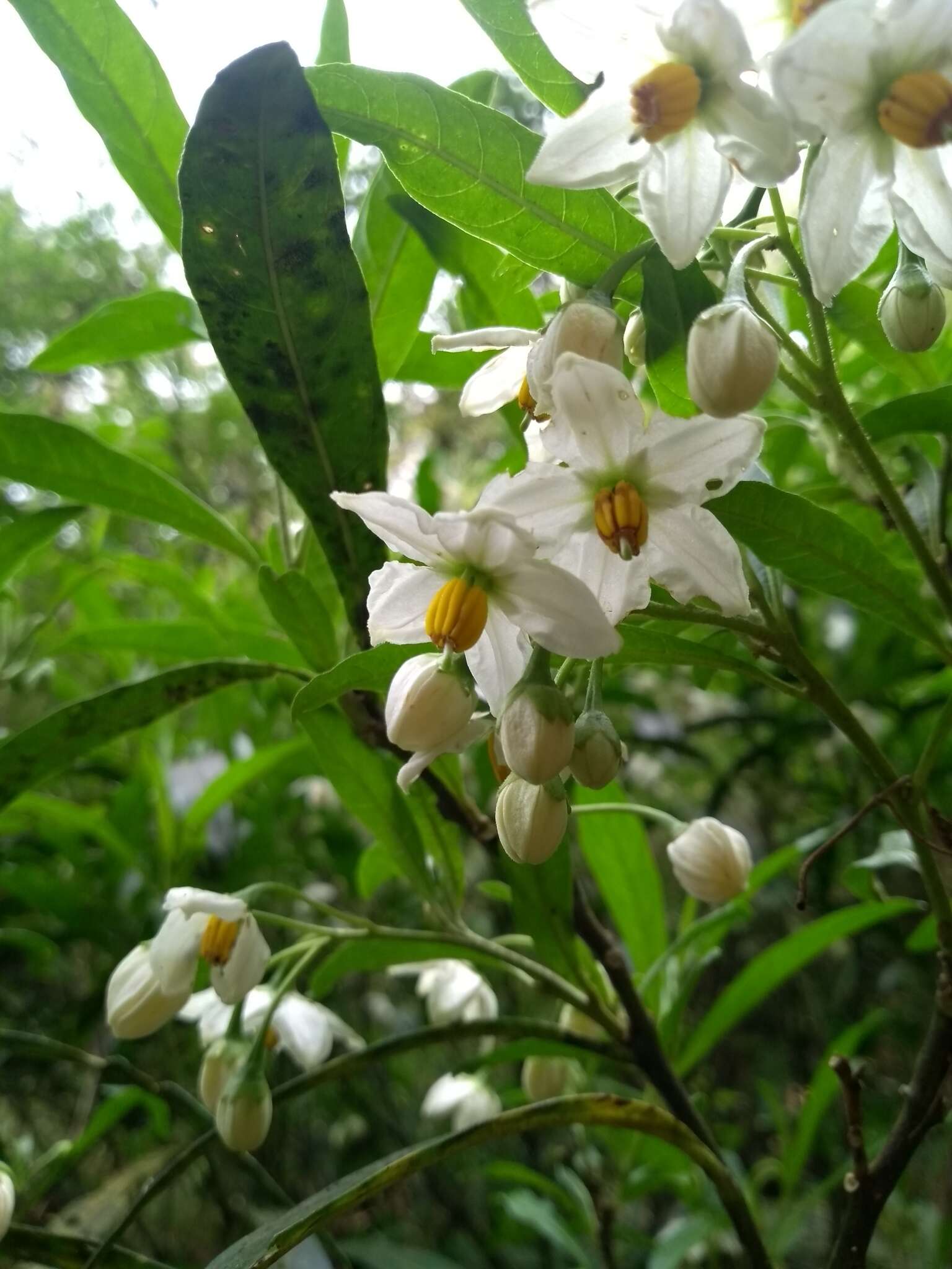 Solanum compressum L. B. Smith & Downs resmi