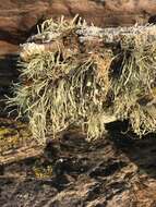 Imagem de Ramalina cuspidata (Ach.) Nyl.