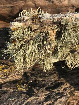 Image of Ramalina cuspidata (Ach.) Nyl.