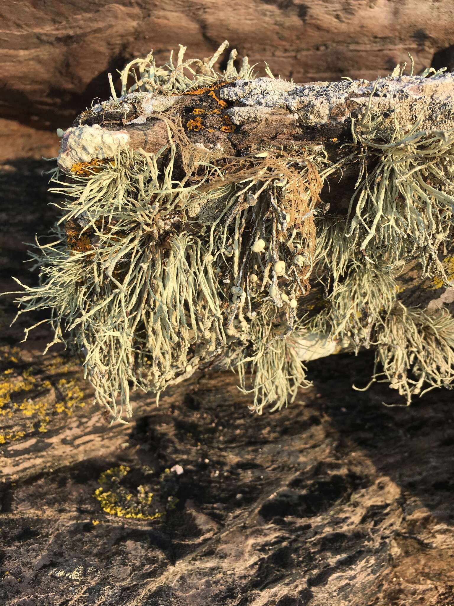 Imagem de Ramalina cuspidata (Ach.) Nyl.