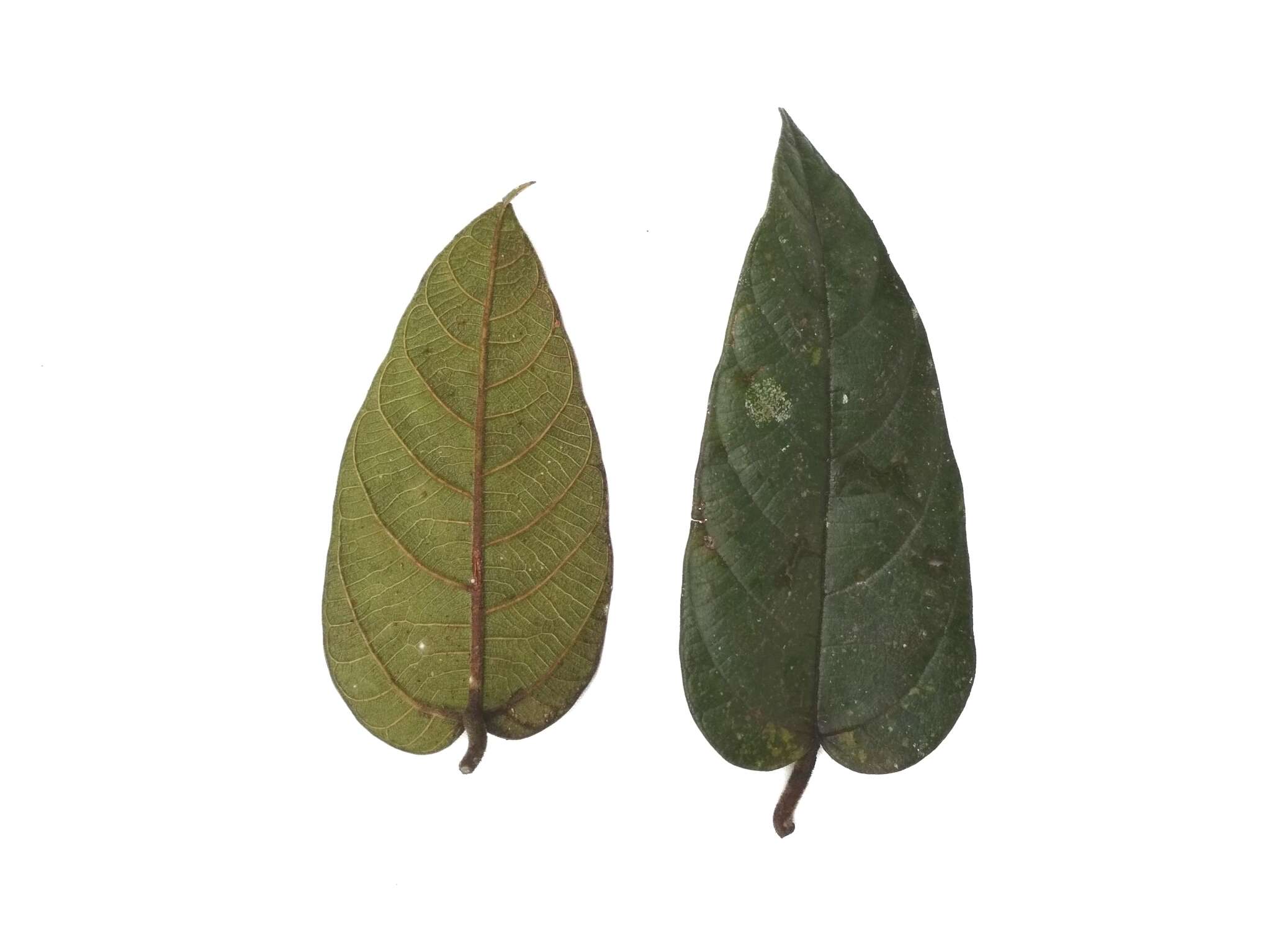 Image de Ficus villosa Bl.