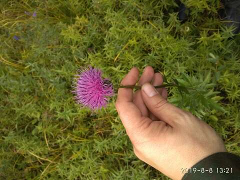 Plancia ëd Serratula coronata L.