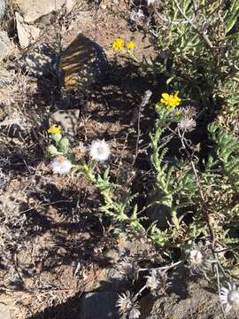 Image of Senecio adenotrichius DC.