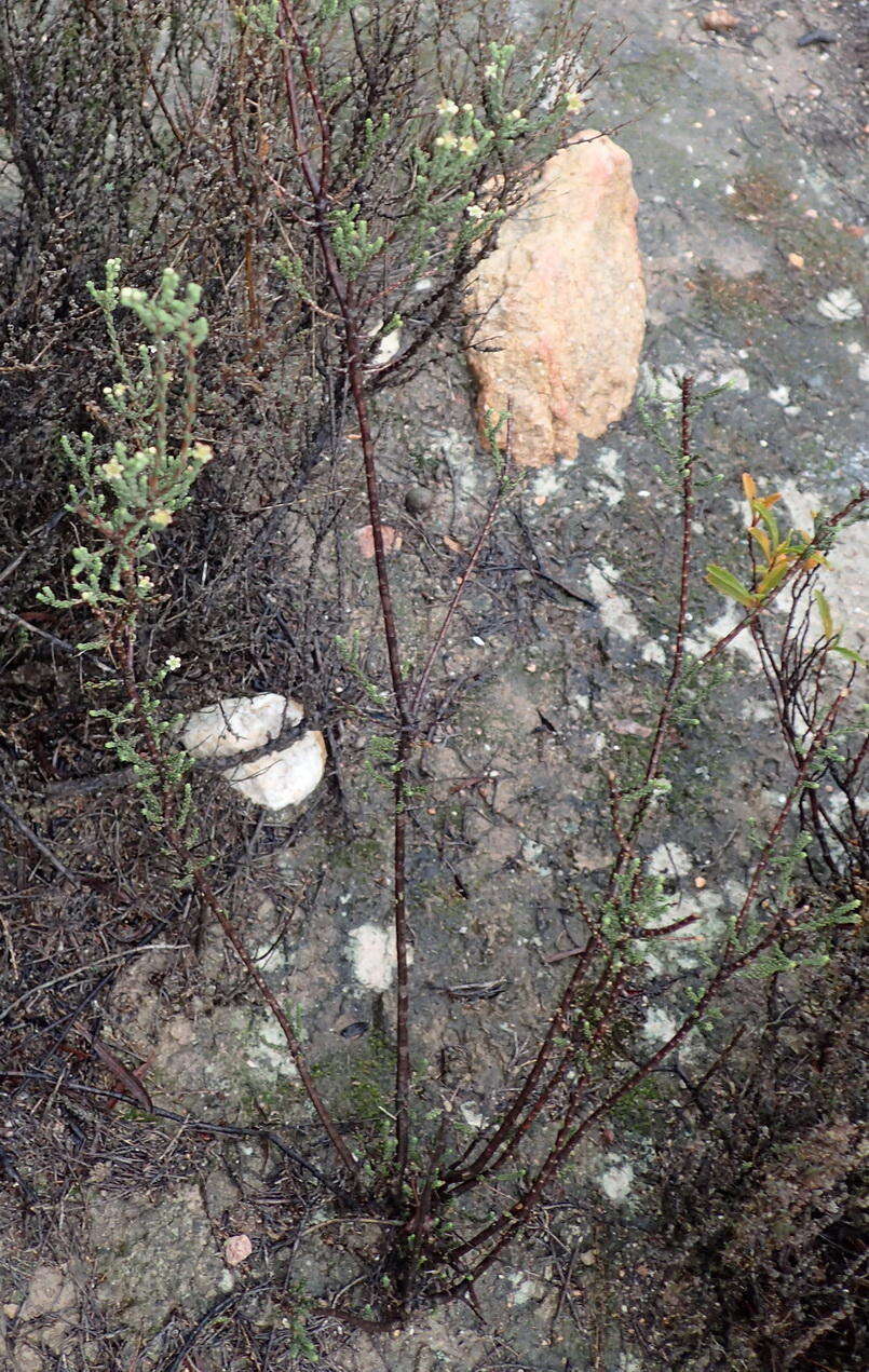 Image of Diosma prama I. Williams