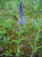 Image of Veronica spicata subsp. porphyriana (Pavl.) A. Jelen.